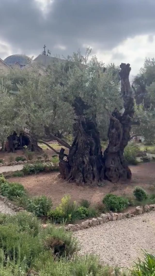 « Huerto de los olivos » : les coupoles sont celles de l’Agonie